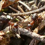 Photo of ants working